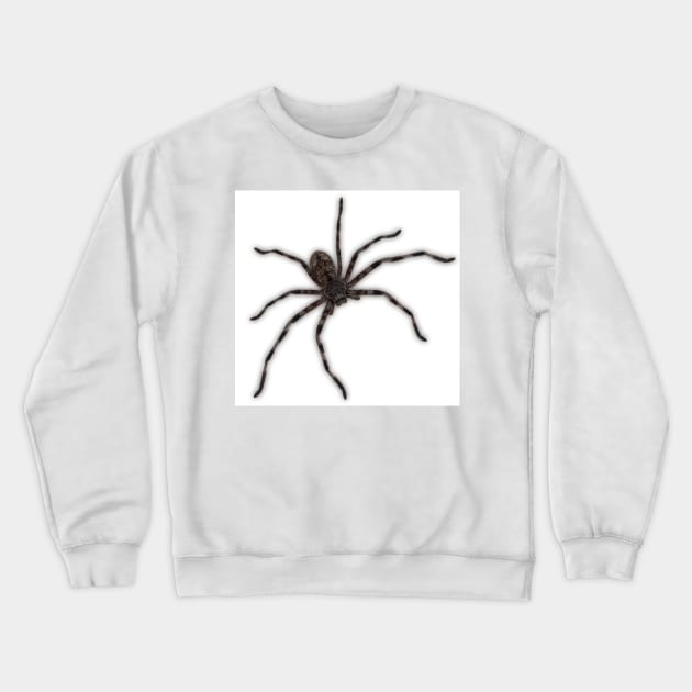 Huntsman Spider (Delena cancerides) Crewneck Sweatshirt by Red Wolf